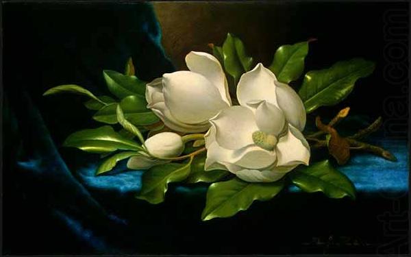 Martin Johnson Heade Giant Magnolias on a Blue Velvet Cloth china oil painting image